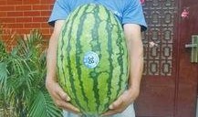 热门大瓜每日大赛,揭秘娱乐圈风云变幻，大赛精彩瞬间回顾